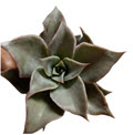2" Echeveria Hero